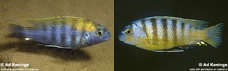 Gephyrochromis