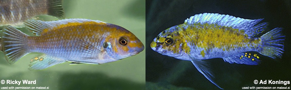 Labeotropheus trewavasae 'Charo'