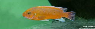 Labeotropheus trewavasae 'Chilumba'.jpg