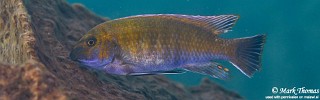 Labeotropheus trewavasae 'Sambia Reef'.jpg