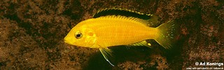 Labidochromis caeruleus 'Mbowe Island'.jpg