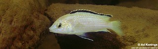 Labidochromis caeruleus 'Nkhata Bay'.jpg