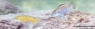 Labidochromis joanjohnsonae 'Mitande Reef (Rocks)'.jpg