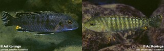 Labidochromis maculicauda 'Chitande Island'.jpg