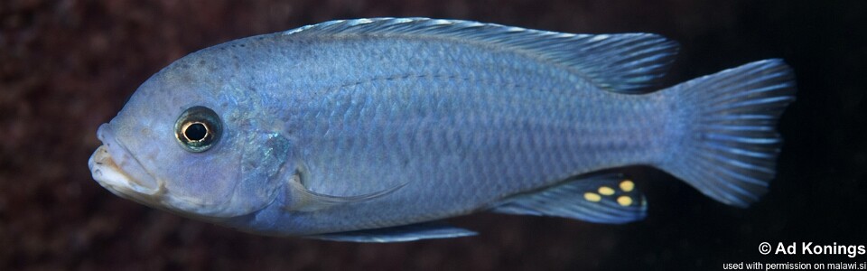 Maylandia callainos 'Maison Reef'<br><font color=gray>Metriaclima callainos 'Maison Reef'</font> 