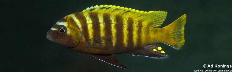 Maylandia sp. 'zebra gold' Mbowe Island<br><font color=gray>Metriaclima sp. 'zebra gold' Mbowe Island</font> 