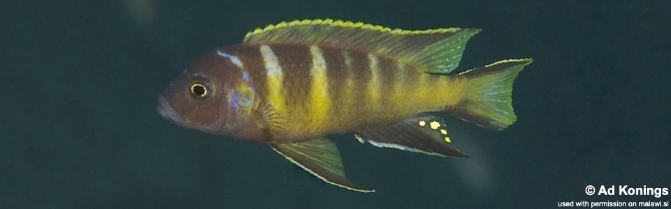 Maylandia sp. 'elongatus bee 'Katale Island