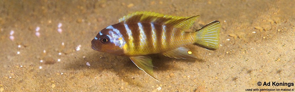Maylandia sp. 'elongatus bee' Chirwa