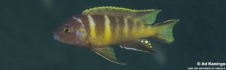 Maylandia sp. 'elongatus bee 'Katale Island.jpg