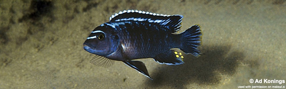 Maylandia sp. 'msobo' Lundu<br><font color=gray>Metriaclima sp. 'msobo' Lundu</font>