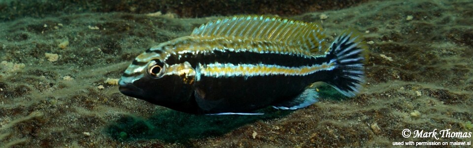 Melanochromis auratus 'Mitande Reef (Rocks)'