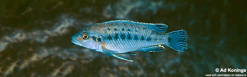 Pseudotropheus benetos 'Manda'