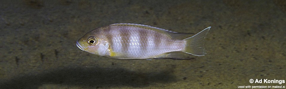 Pseudotropheus livingstonii 'Luwala Reef'