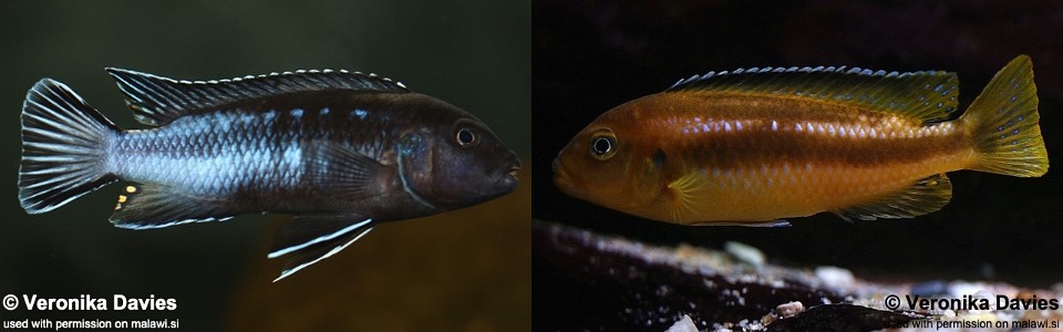 Pseudotropheus perileucos 'Likoma Island'