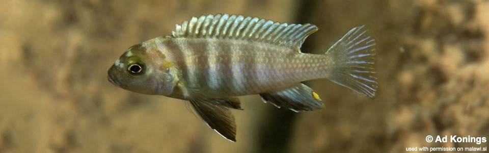 Pseudotropheus sp. 'perspicax likoma' Masimbwe Island