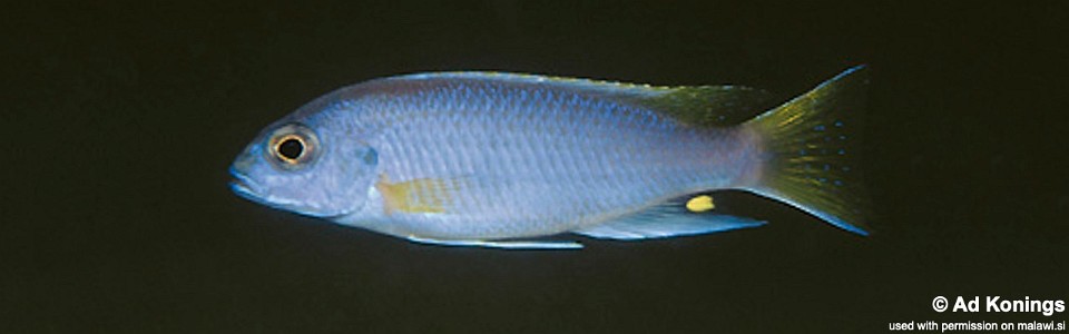 Pseudotropheus sp. 'acei' Msuli