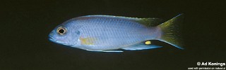 Pseudotropheus sp. 'acei' Msuli.jpg