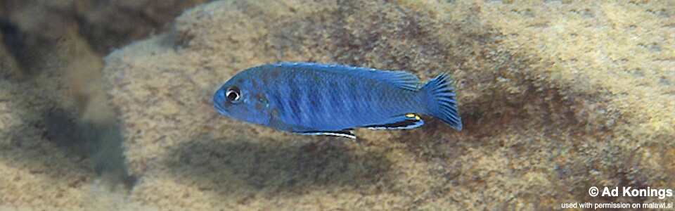 Pseudotropheus sp. 'perspicax tanzania' Hai (Chimate) Reef