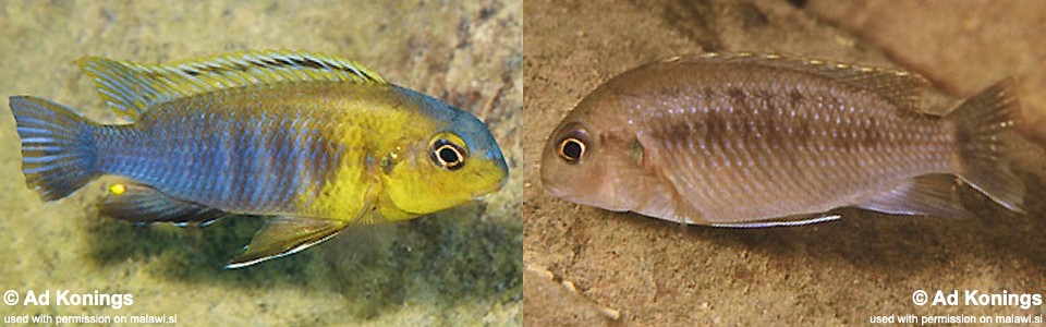 Tropheops sp. 'band' Nkhata Bay