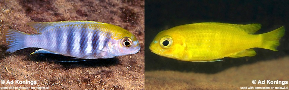 Tropheops sp. 'macrophthalmus chitimba blue' Chitimba Bay Deep