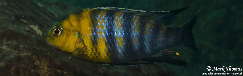 Tropheops sp. 'red cheek' Mitande Reef (Rocks)
