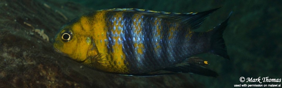 Tropheops sp. 'red cheek' Mitande Reef