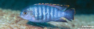 Tropheops sp. 'chilumba' Maison Reef.jpg