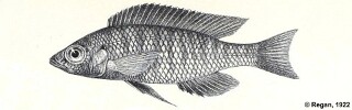Mchenga eucinostomus (lectotype).jpg