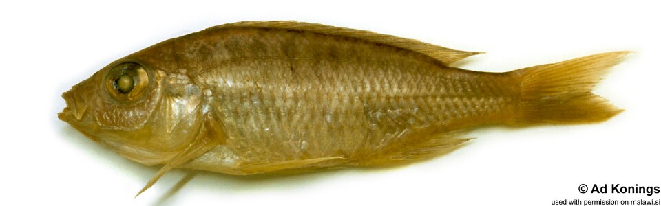 Mchenga inornata