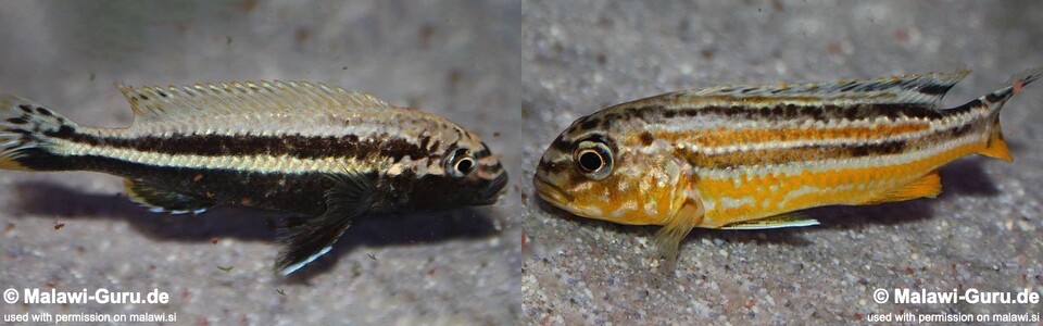 Melanochromis auratus 'Chipoka'