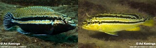 Melanochromis auratus