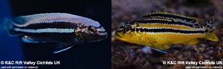 Melanochromis auratus 'Nakantenga Island'.jpg