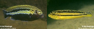 Melanochromis auratus 'Namalenje Island'.jpg