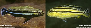 Melanochromis auratus 'Thumbi West Island'.jpg