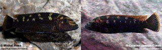 Melanochromis baliodigma