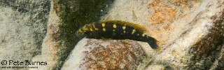 Melanochromis baliodigma 'Border'.jpg