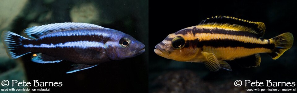 Melanochromis chipokae 'Chidunga Rocks'