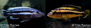 Melanochromis chipokae 'Chidunga Rocks'.jpg