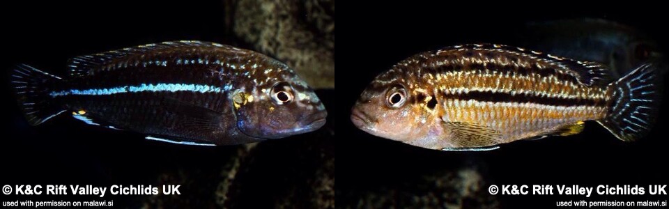 Melanochromis dialeptos (unknown locality)