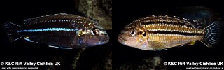 Melanochromis dialeptos.jpg