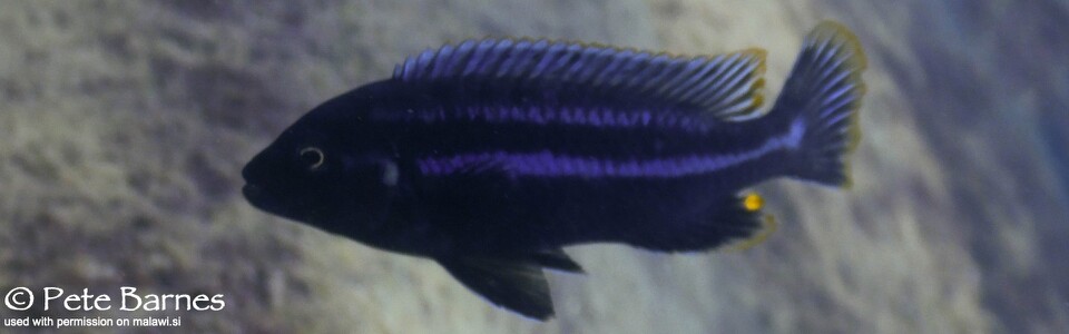 Melanochromis heterochromis 'Chinyamwezi Island'