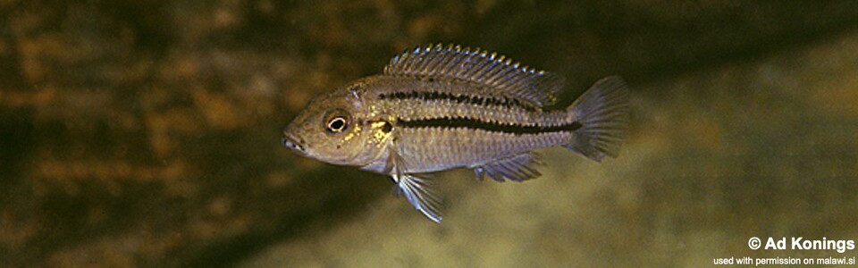 Melanochromis heterochromis 'Mbenji Island'