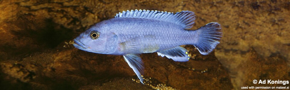 Melanochromis kaskazini (unknown locality)