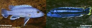 Melanochromis kaskazini