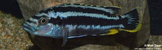 Melanochromis kaskazini 'Manda'.jpg