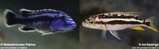 Melanochromis kaskazini 'Nkanda'.jpg