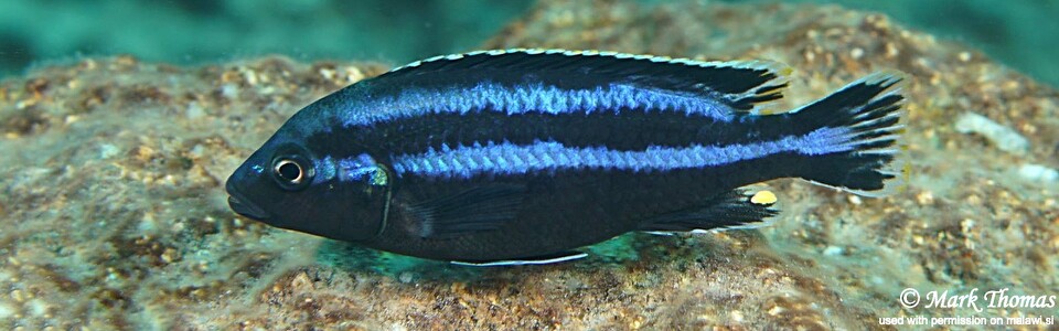 Melanochromis loriae 'Chiwi Rocks'