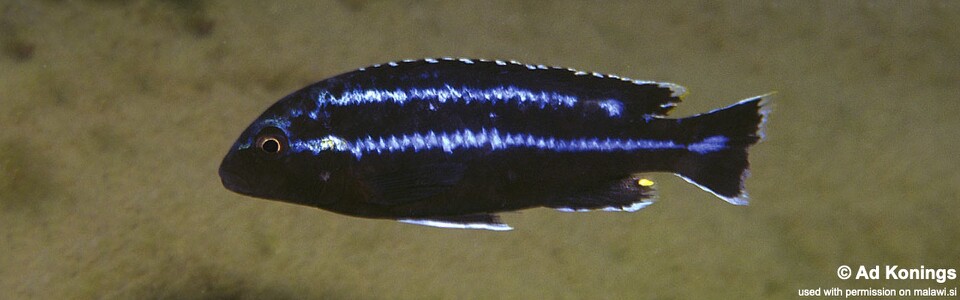Melanochromis loriae 'Chiwindi'