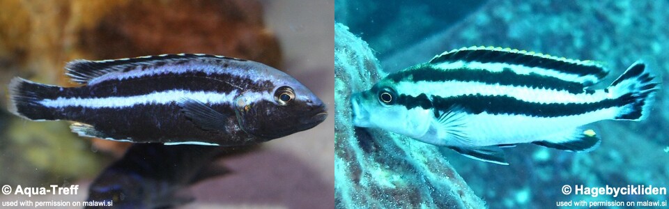 Melanochromis loriae 'Linganjala Reef'