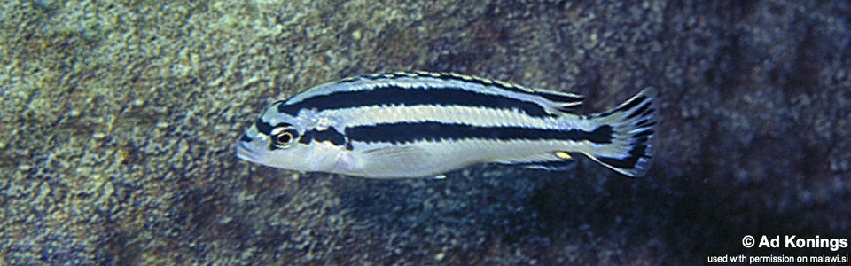 Melanochromis loriae 'Lutara Reef'